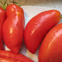 Насіння томату «Польська слива Сарновського»