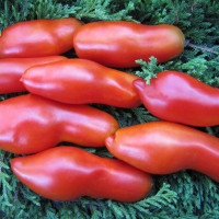 Семена томата «Гном стрелка»