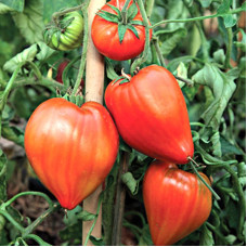 Tomato seeds «Giant Heart Climber» 