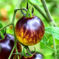 Tomato seeds «Primary Colors» 