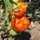 Tomato seeds «Tomato paradise» 