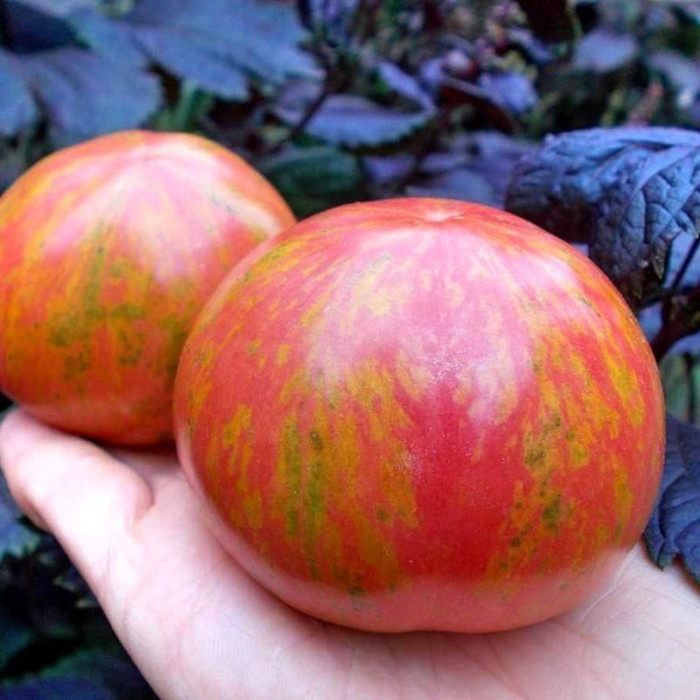 Насіння томату «Тіллін з коробки Діна»
