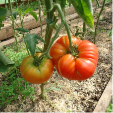 Насіння томату «Вірджинський солодкий»