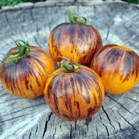 Tomato seeds «Ussuri tiger» 