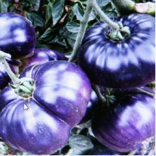 Tomato seeds «Purple wonder» 