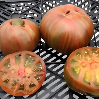 Tomato seeds «Harvard Square» 