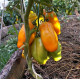 Tomato seeds «Eros» 