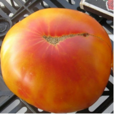Насіння томату «Північне сяйво»