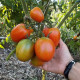 Tomato seeds «Santa Cruz Cada Gigante» 