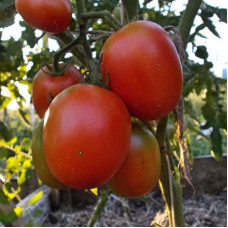 Tomato seeds «Santa Cruz Cada Gigante» 