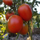 Tomato seeds «Santa Cruz Cada Gigante» 