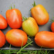 Tomato seeds «Santa Cruz Cada Gigante» 