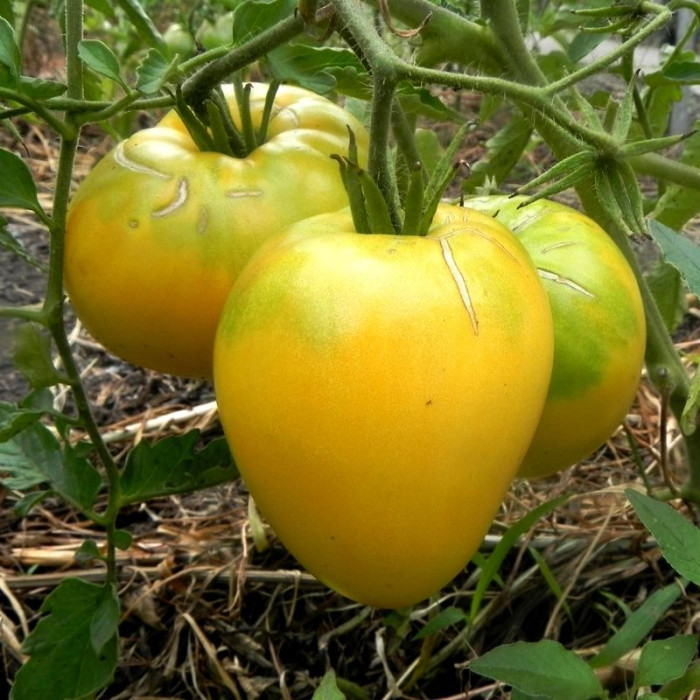 Насіння томату «Золоте серце Америки»