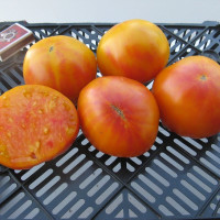 Насіння томату «Сільський»