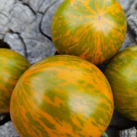 Tomato seeds «Сote D'zebra» 