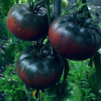 Tomato seeds «Big black» 