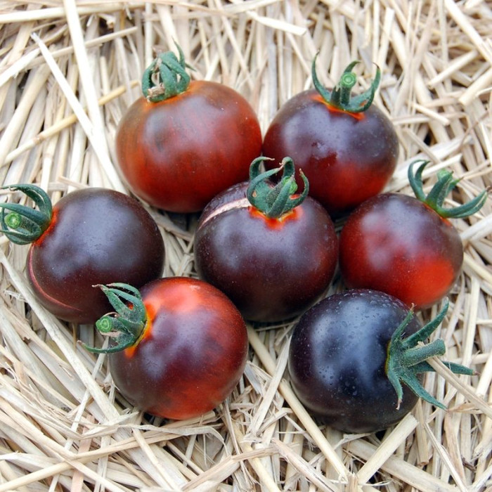 Tomato seeds «Alki blue blood» 