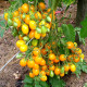Насіння томату «Ildi»
