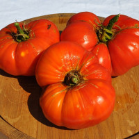 Tomato seeds «Peter Glazebrook» 