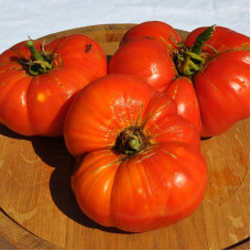 Tomato seeds «Peter Glazebrook» 