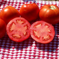 Tomato seeds «Pietin» 