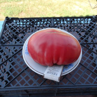 Tomato seeds «Carol Chyko's Big Paste» 