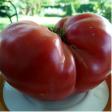 Tomato seeds «Stump of the world» 