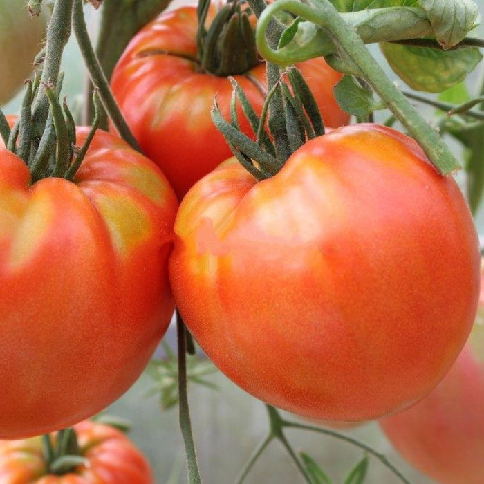 Насіння томату «Кінг Конг»