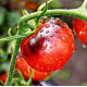 Tomato seeds «Kaleidoscopic jewel» 