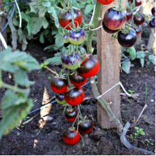 Tomato seeds «Kaleidoscopic jewel» 