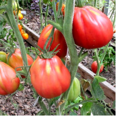Tomato seeds «Red Figs» 