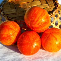 Семена томата «Попрыгунчик Дина»