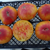 Семена томата «Звезда Техаса»