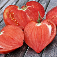 Tomato seeds «Venera» 