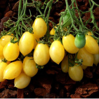 Семена томата «Сумасшедшая вишня Барри»