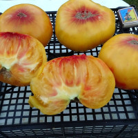 Семена томата «Лапа жёлтая»