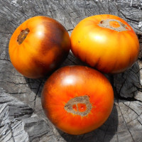 Семена томата «P-20 + Король красоты»