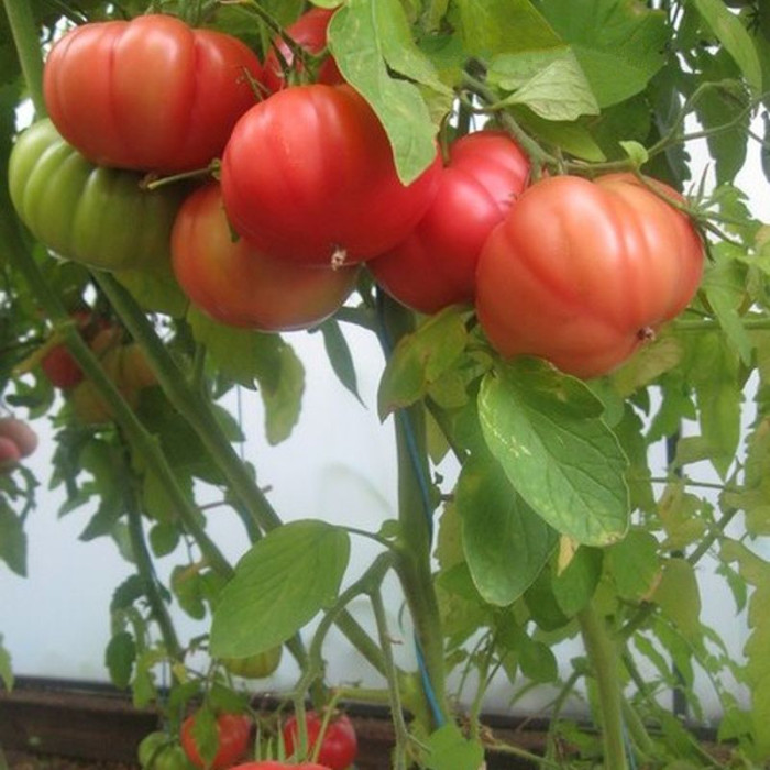 Насіння томату «Томанде»