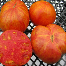 Насіння томату «Король краси»