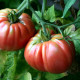 Насіння томату «Гігант Бельгії»