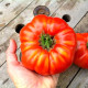 Насіння томату «Гігант Бельгії»