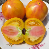 Насіння томату «Око Дінго»