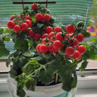 Tomato seeds «Red Robin micro dwarf» 