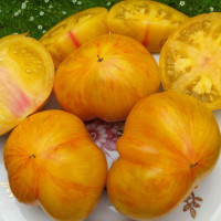 Tomato seeds «Plan 9 from Outer Space» 