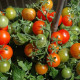 Насіння томату «Вілма»