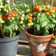 Tomato seeds «Wilma» 