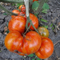 Tomato seeds «Don's Double Delight» 