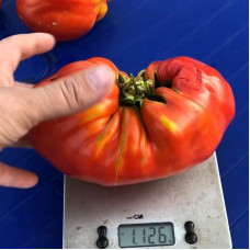 Насіння томату «Гатбаг»
