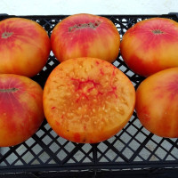 Насіння томату «Жовта Регіна»