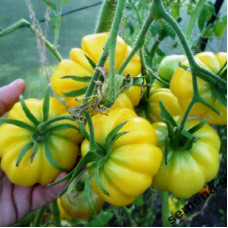 Tomato seeds «Yellow riffled» 